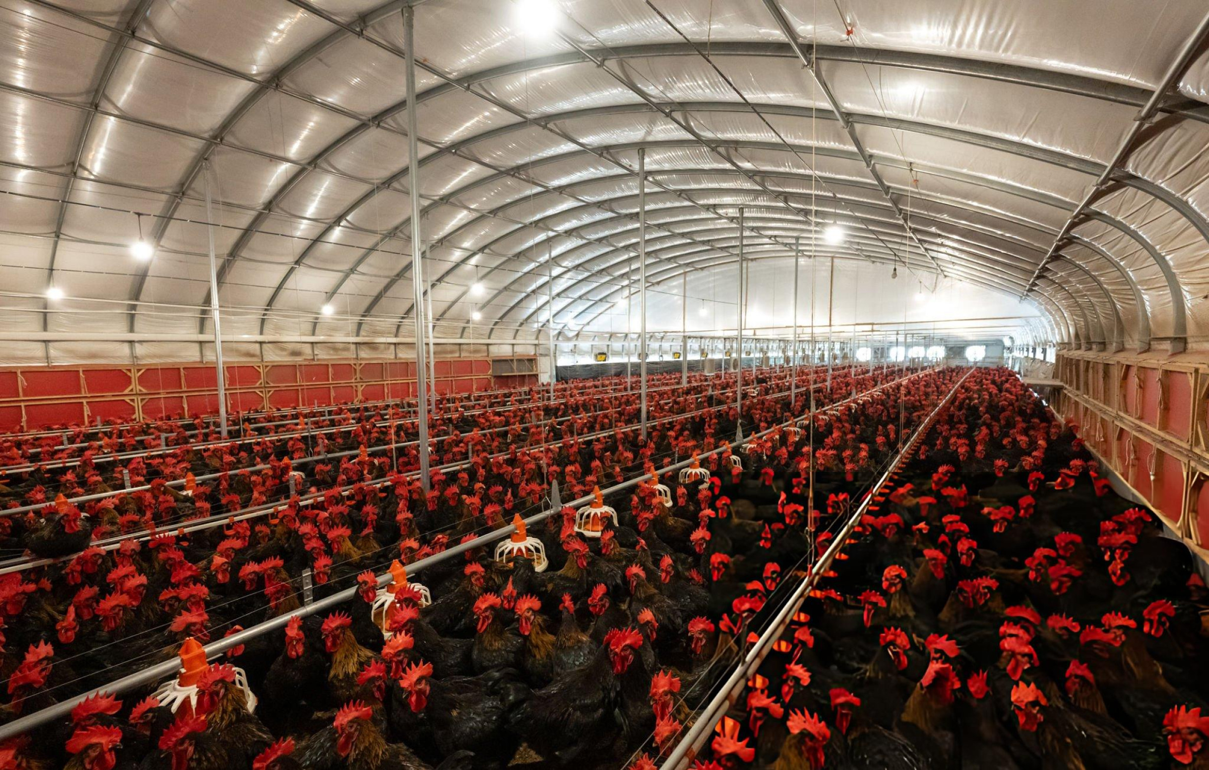 Poultry Farm 